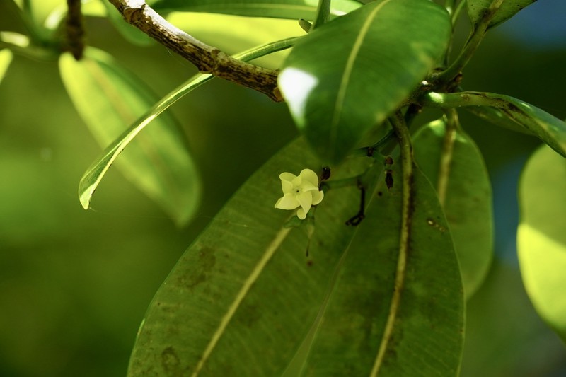 Island Yellowwood photo 5