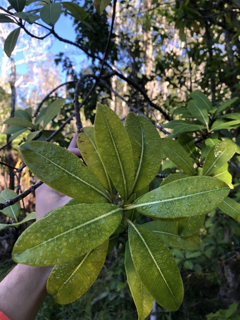 Island Yellowwood photo 6