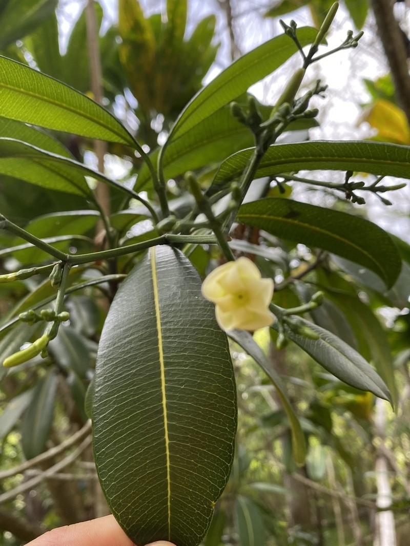Island Yellowwood photo 8