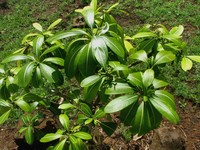 Kauai Yellowwood
