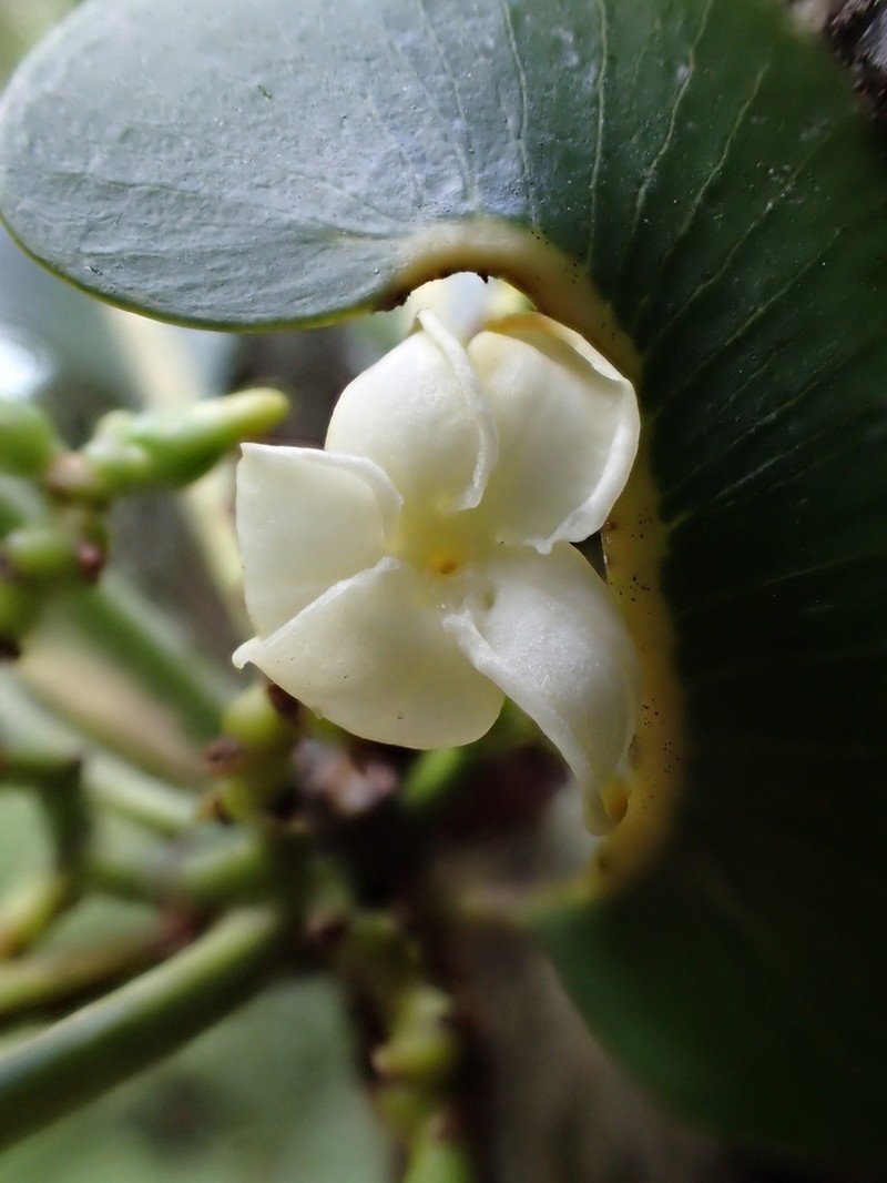 Kauai Yellowwood photo 3