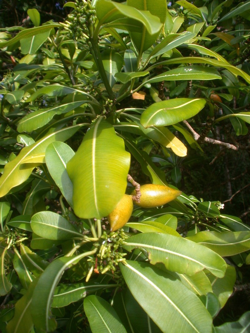 Kauai Yellowwood photo 5