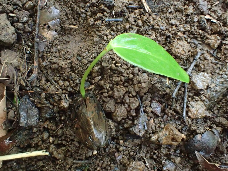 Kauai Yellowwood photo 6