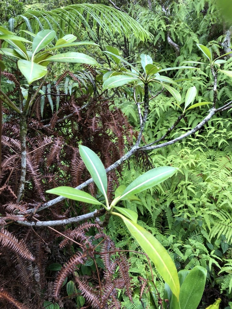 Kauai Yellowwood photo 7