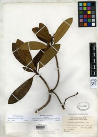 Hawai'I Yellowwood