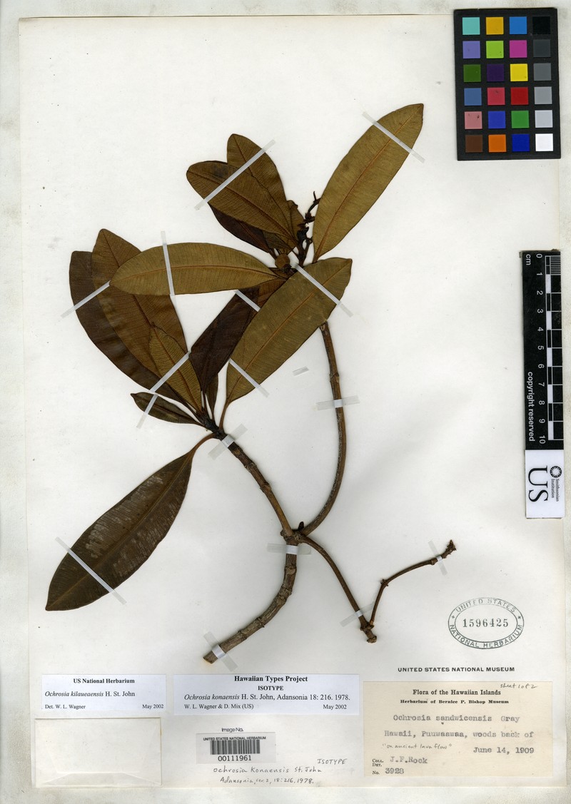 Hawai'I Yellowwood