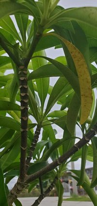 Ochrosia mariannensis