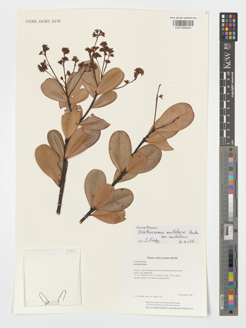 Ochthocosmus multiflorus var. multiflorus