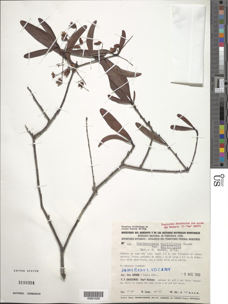 Ochthocosmus multiflorus var. multiflorus photo 2