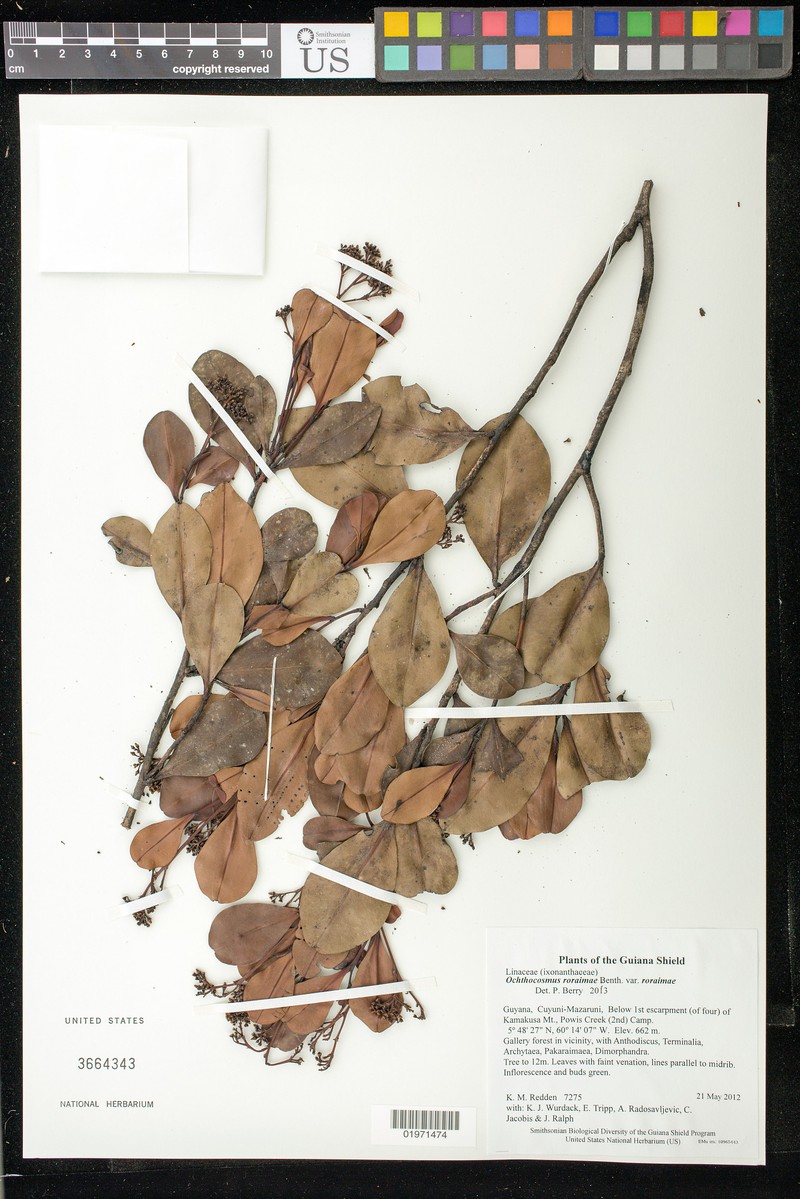 Ochthocosmus roraimae var. roraimae