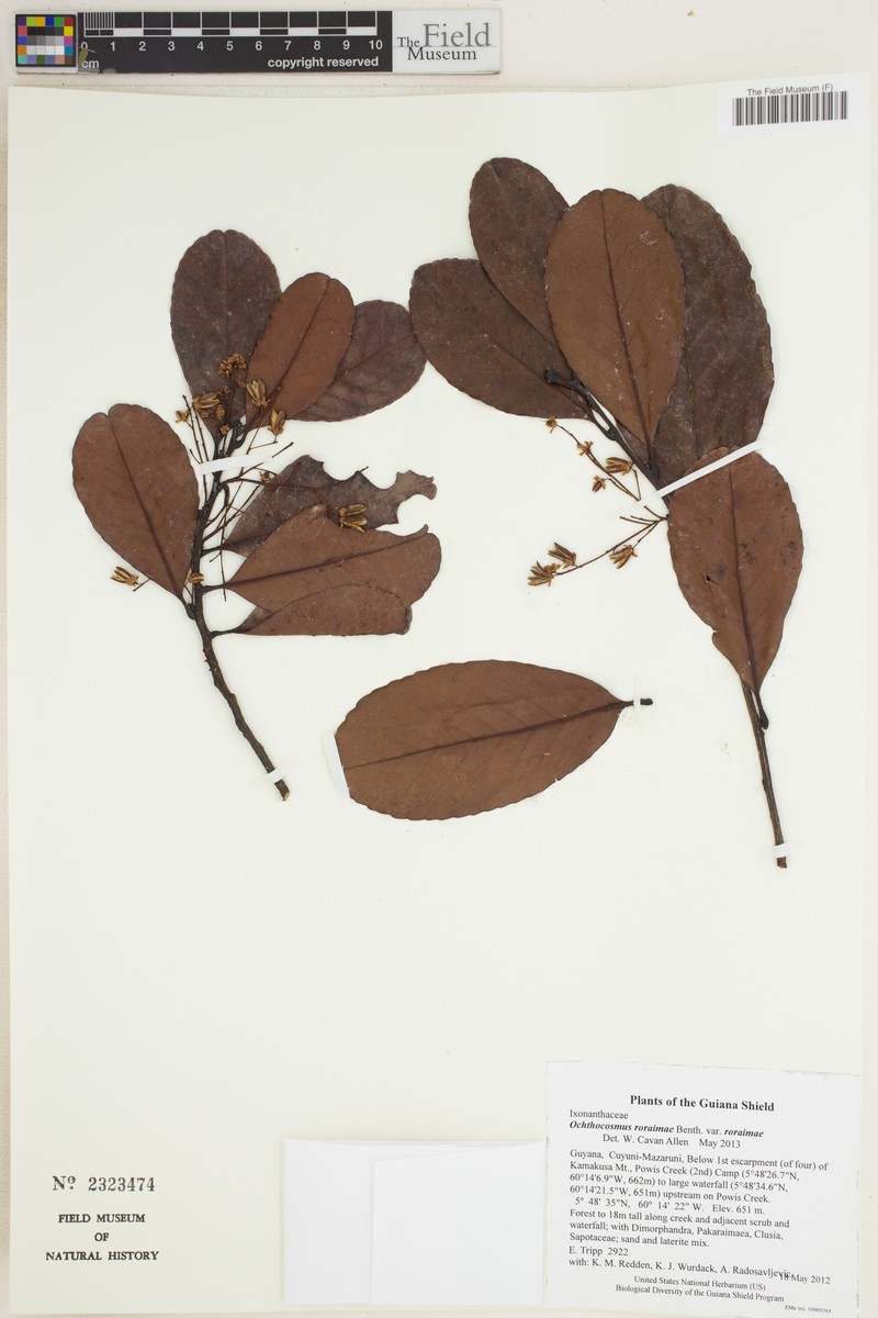 Ochthocosmus roraimae var. roraimae photo 2
