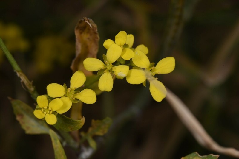 Ochthodium aegyptiacum