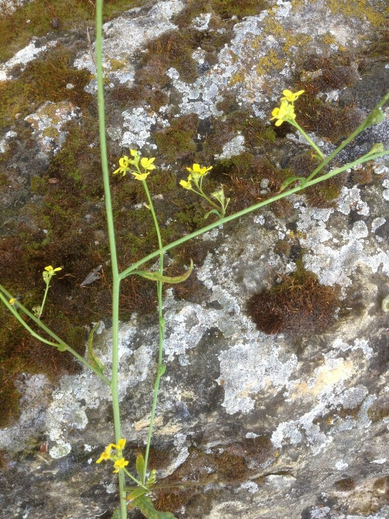 Ochthodium aegyptiacum photo 2