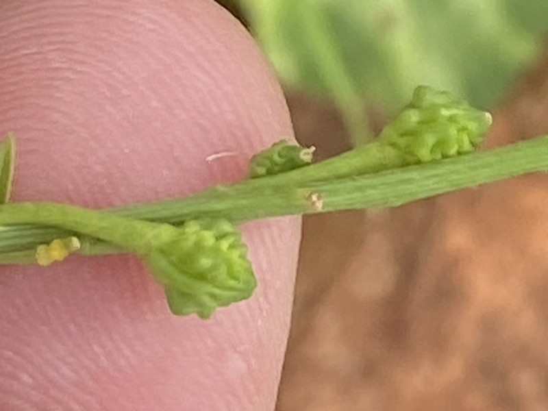 Ochthodium aegyptiacum photo 3