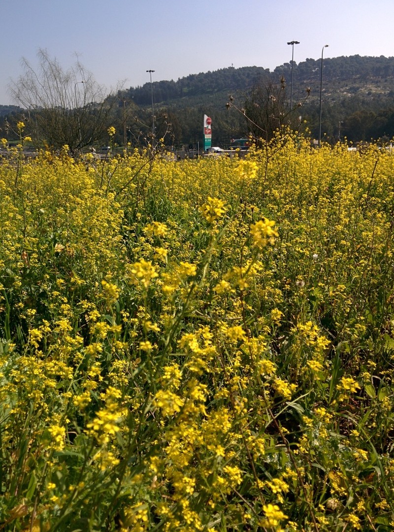 Ochthodium aegyptiacum photo 4