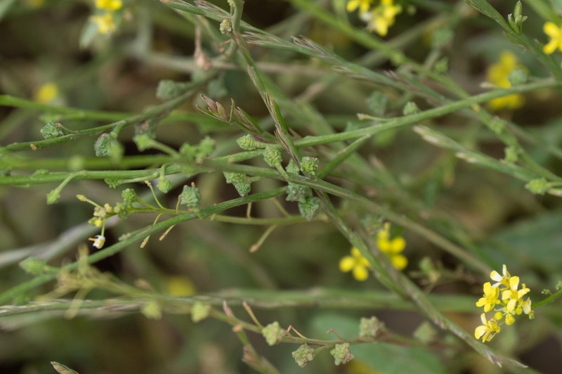 Ochthodium aegyptiacum photo 5