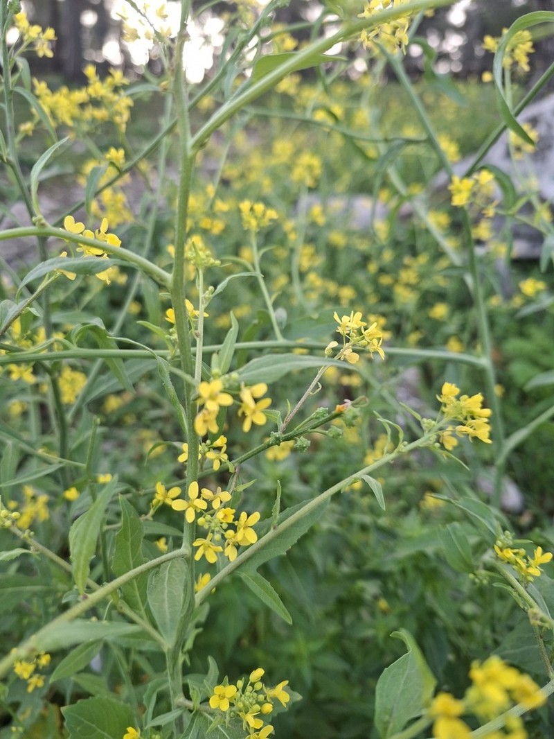 Ochthodium aegyptiacum photo 6