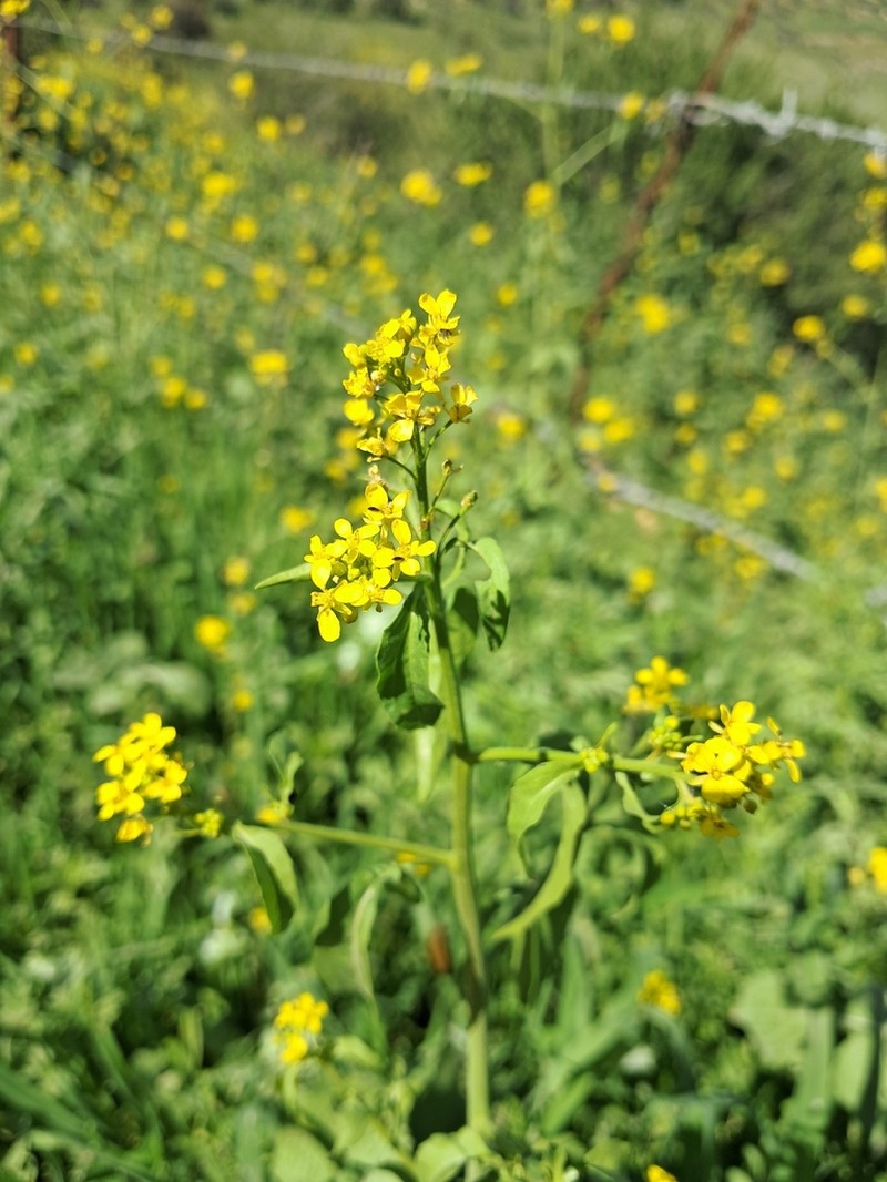 Ochthodium aegyptiacum photo 7