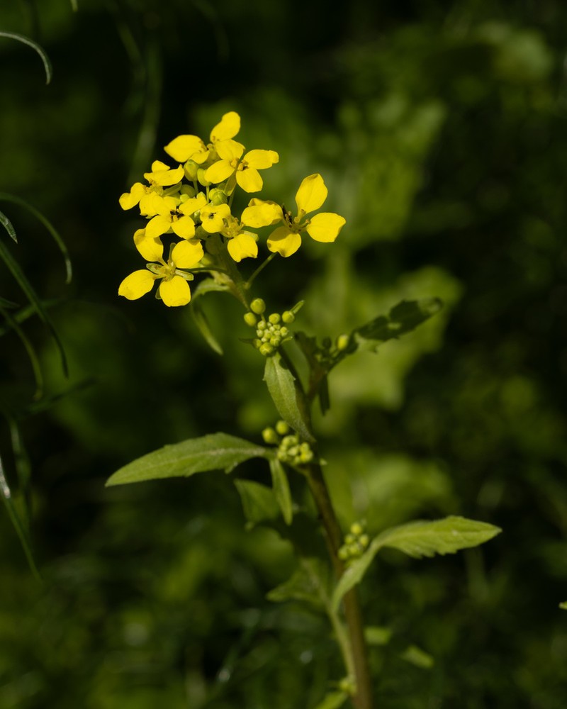 Ochthodium aegyptiacum photo 8