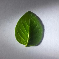 Sweet Basil
