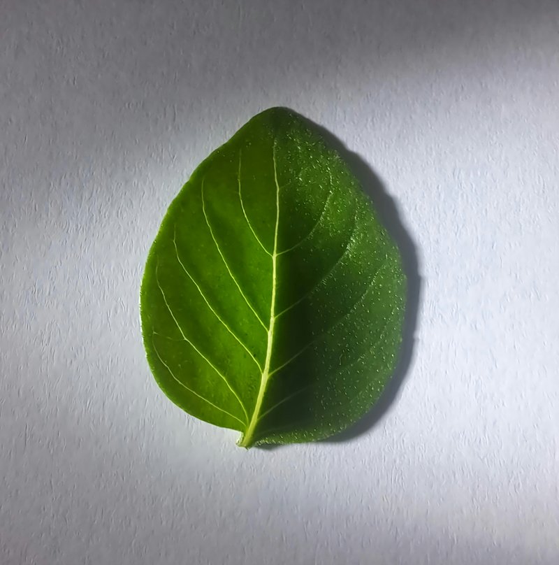 Sweet Basil