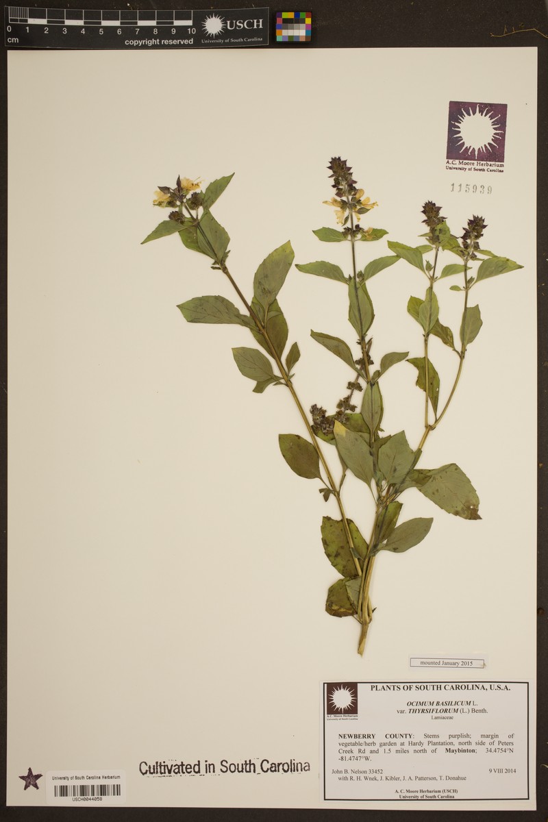 Ocimum basilicum var. basilicum