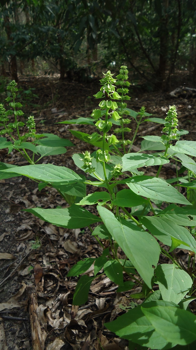 Least Basil photo 2