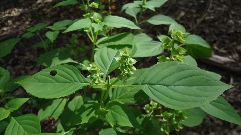 Least Basil