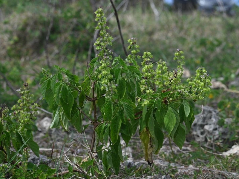 Least Basil photo 3