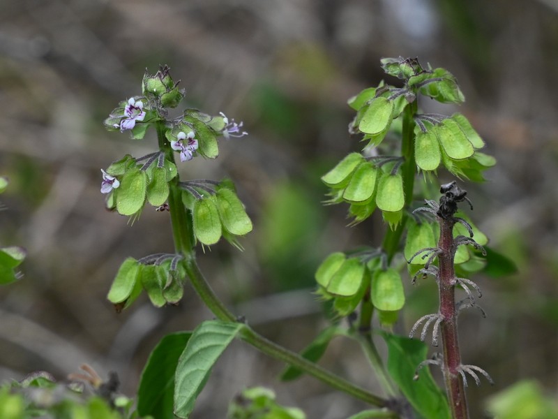 Least Basil photo 4