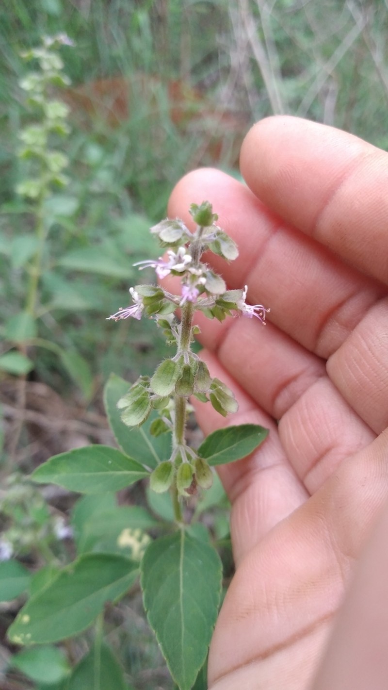 Least Basil photo 4