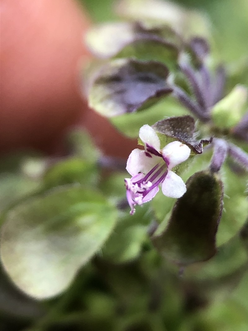 Least Basil photo 5