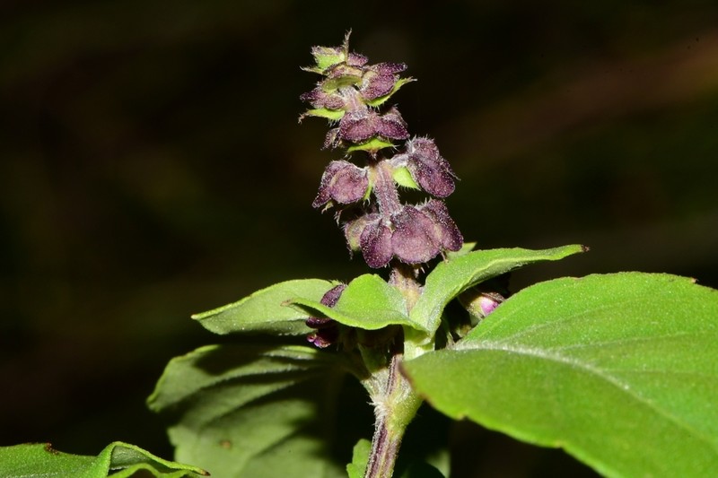 Least Basil photo 7