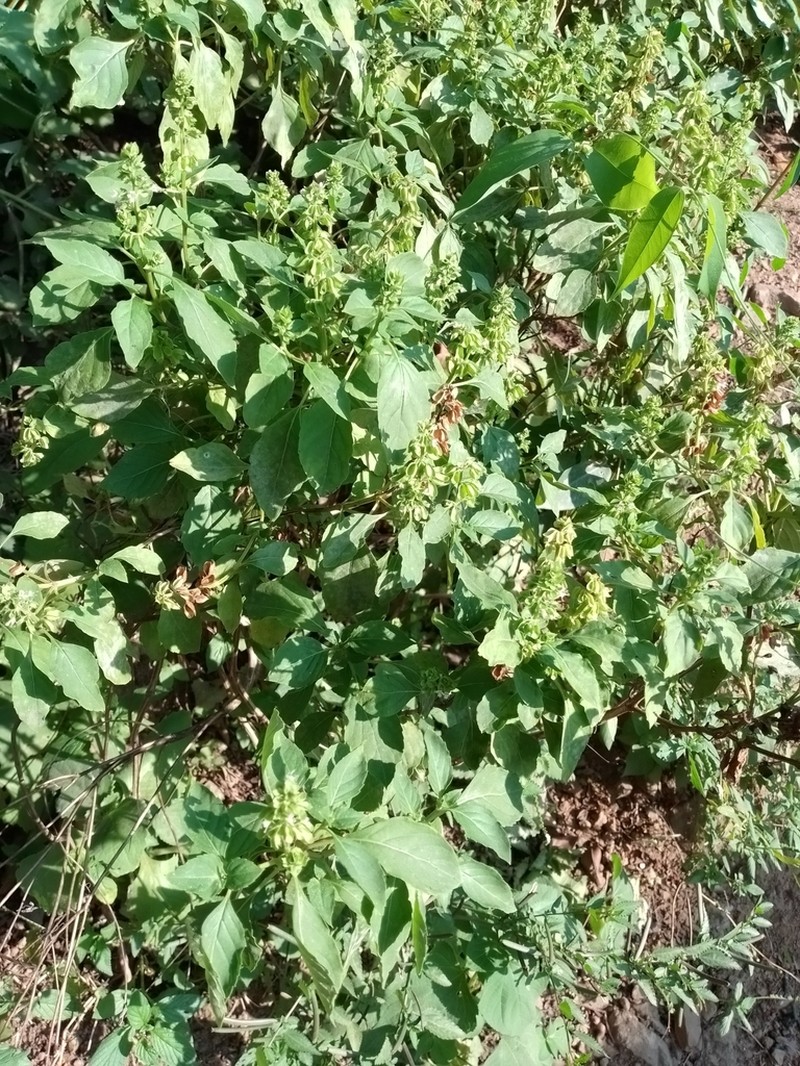 Least Basil photo 8