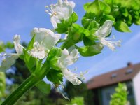 Hoary Basil