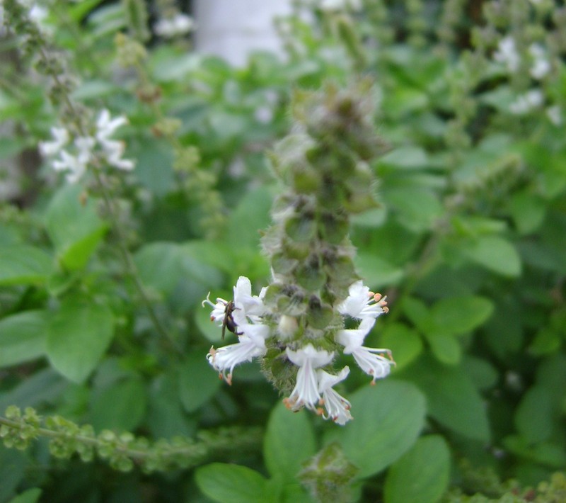 African Basil photo 2