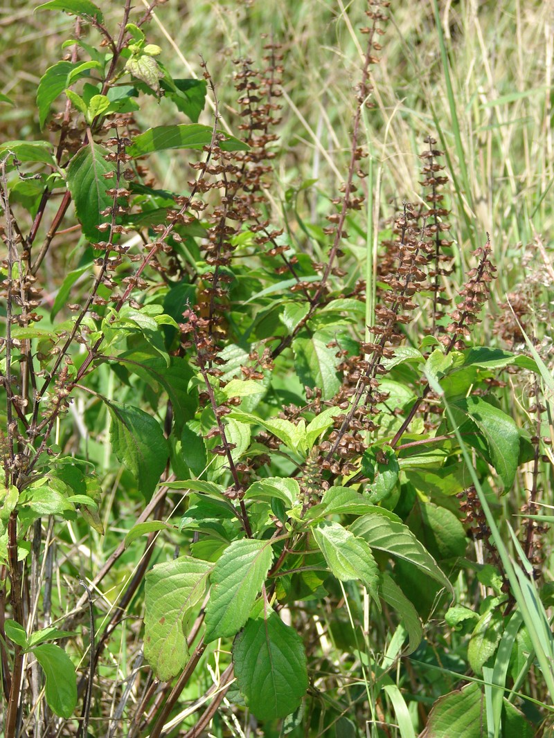 African Basil photo 3