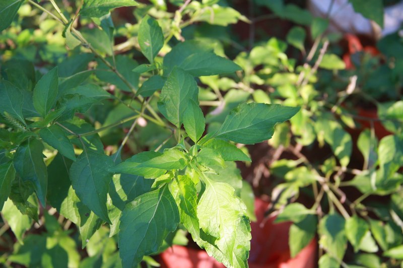 African Basil photo 5