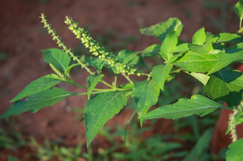 African Basil photo 6