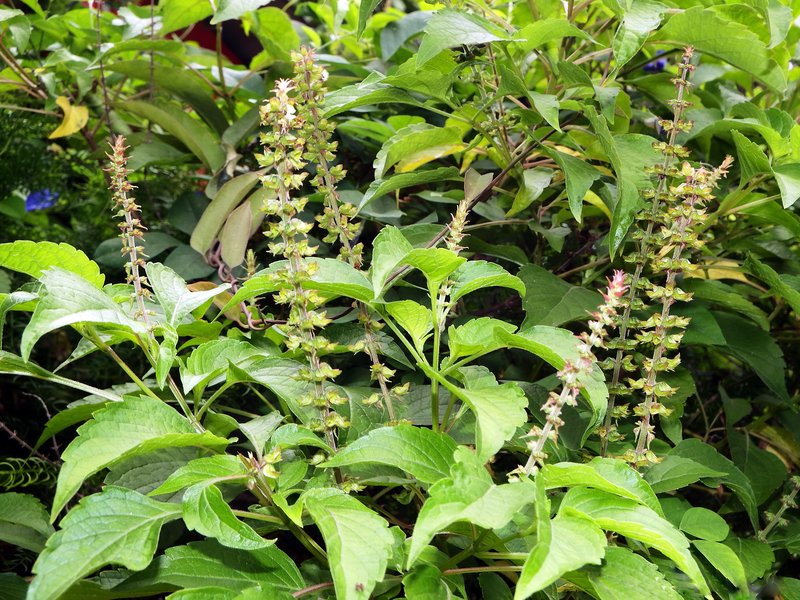 African Basil photo 7