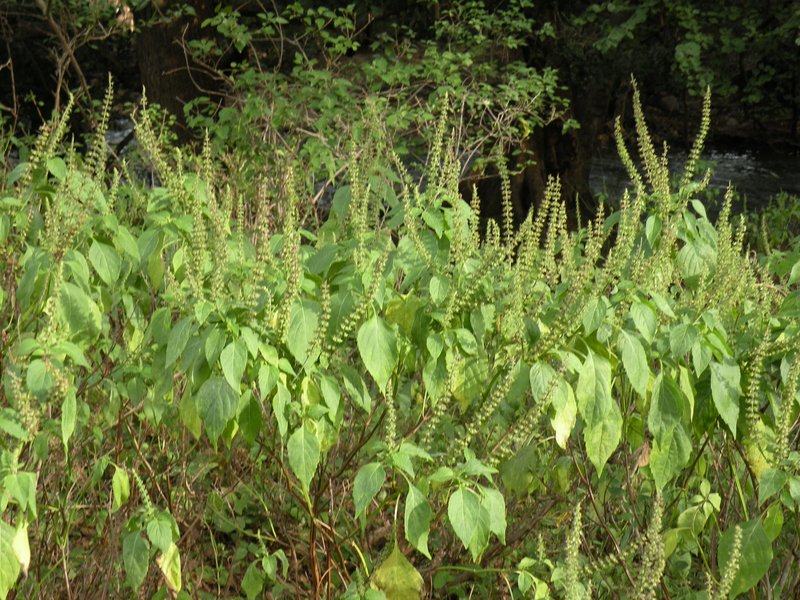 African Basil photo 8