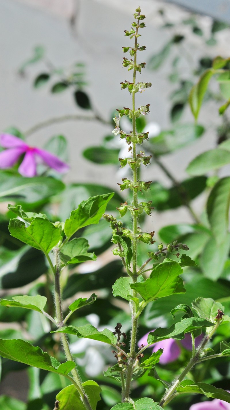 Holy Basil photo 2