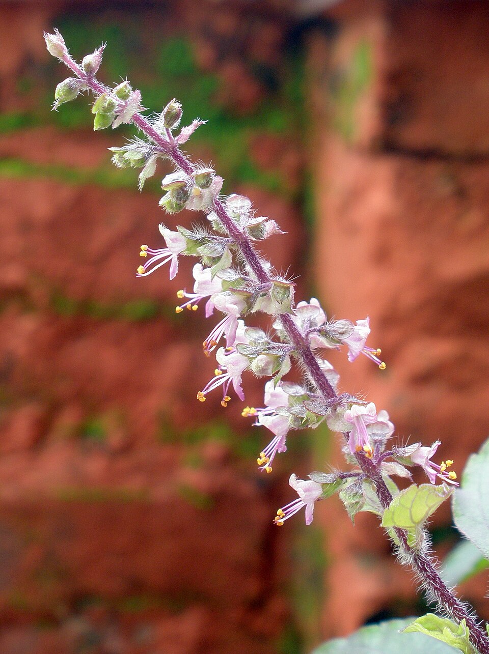 Holy Basil photo 3