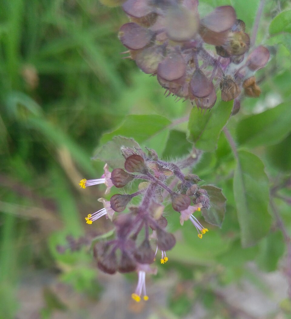 Holy Basil photo 4