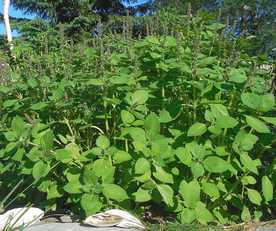 Holy Basil photo 5