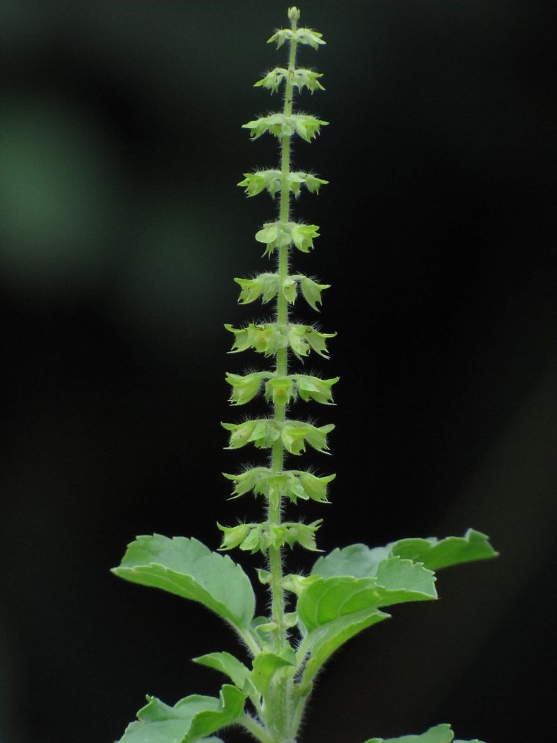 Holy Basil photo 6