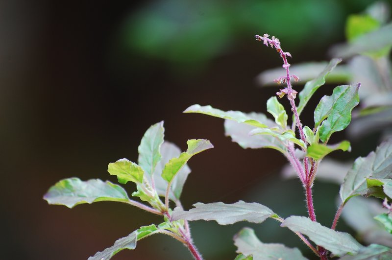 Holy Basil photo 7