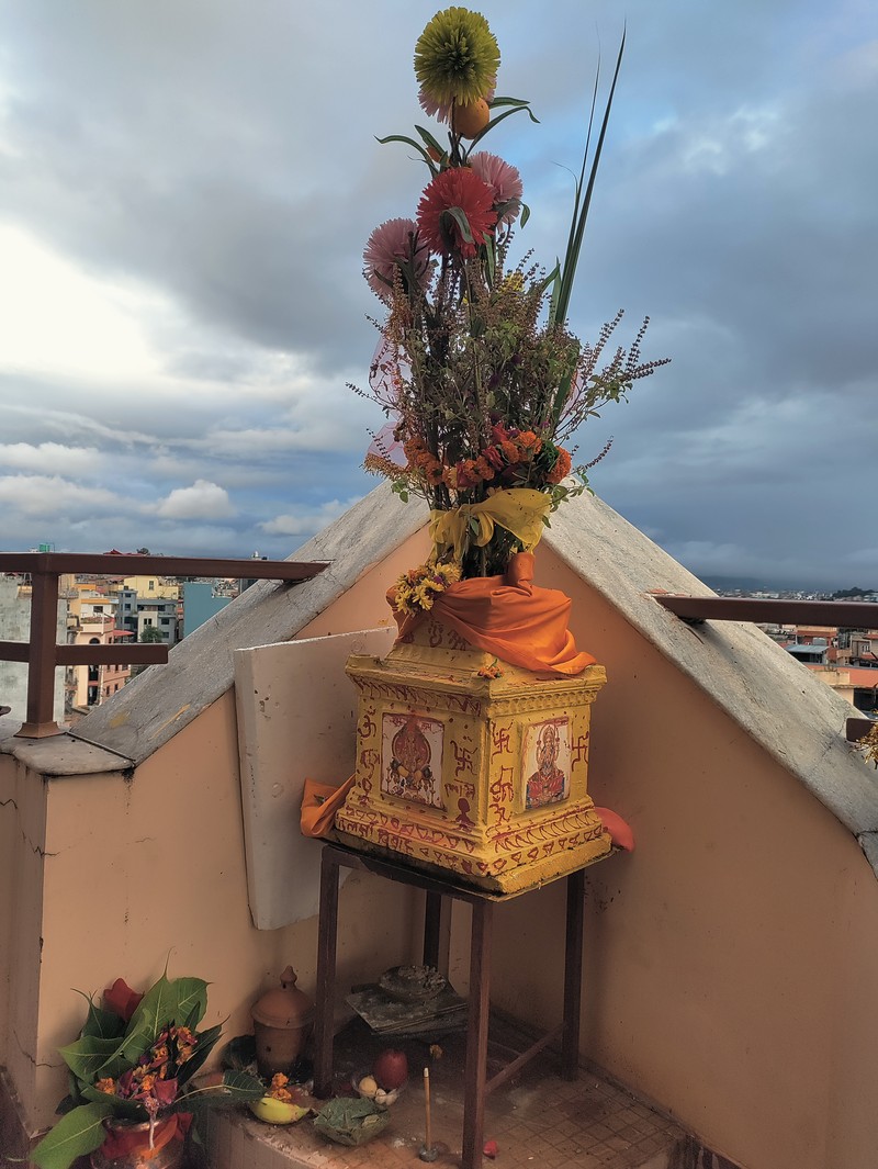 Holy Basil photo 8