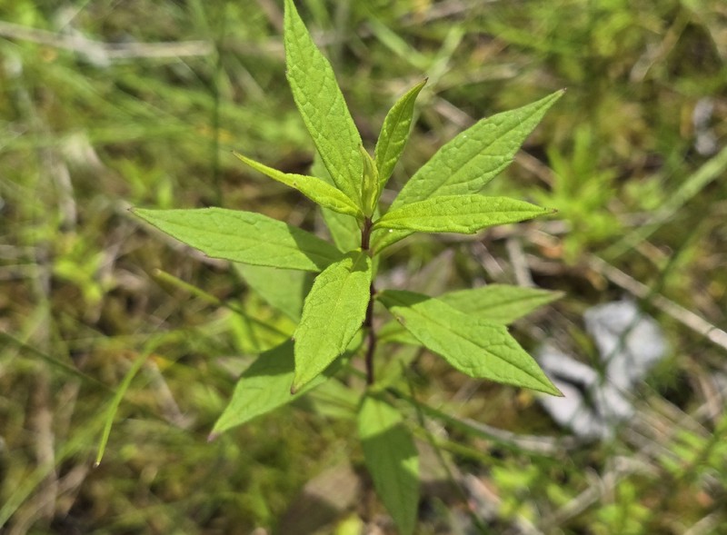 Aster