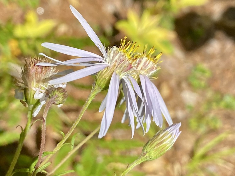 Aster photo 2